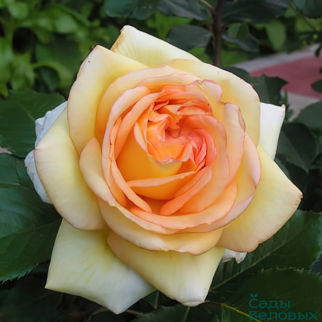 Роза чайно-гибридная Голден Тауэр